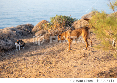 Stray dog attacks the stray cat. Crete, Greece. Stray dog attacks the stray cat. Crete, Greece. 108907513