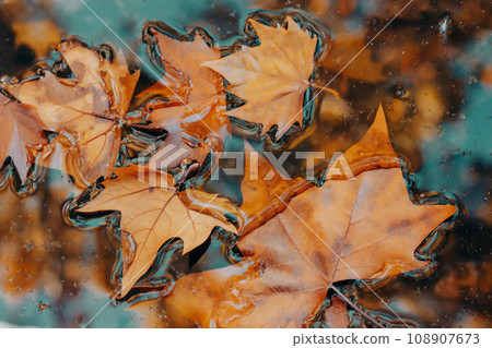 Dry brown maple fallen leaves on a surface of blue water in a calm pond in a fall park, forest. Macro nature. Golden wet leaves. Reflections of a bridge railing on a water. Cinematic nature photo. 108907673