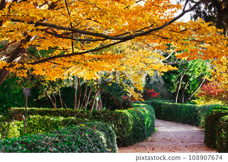 Beautifully trimmed shrubs and walkpath in fall botanical garden, park. Tree with yellowed foliage. Golden trees in sunny day. Japanese gardens in autumnal season. A way for calm stroll. Warm weather. 108907674