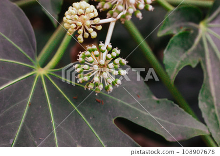 Fatsia japonica beautifully flowering. Small white closed flower buds, inflorescence, stems grows in a flowerbed in summer garden. Alliaceae onion bloom on farmland. Organic vegetables growing. Fatsia japonica beautifully flowering. Small white closed flower buds, inflorescence, stems grows in a flowerbed in summer garden. Alliaceae onion bloom on farmland. Organic vegetables growing. 108907678