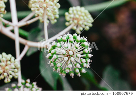 Fatsia japonica beautifully flowering. Small white closed flower buds, inflorescence, stems grows in a flowerbed in summer garden. Alliaceae onion bloom on farmland. Organic vegetables growing. 108907679