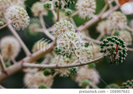 Fatsia japonica beautifully flowering. Small white closed flower buds, inflorescence, stems grows in a flowerbed in summer garden. Alliaceae onion bloom on farmland. Organic vegetables growing. Fatsia japonica beautifully flowering. Small white closed flower buds, inflorescence, stems grows in a flowerbed in summer garden. Alliaceae onion bloom on farmland. Organic vegetables growing. 108907681