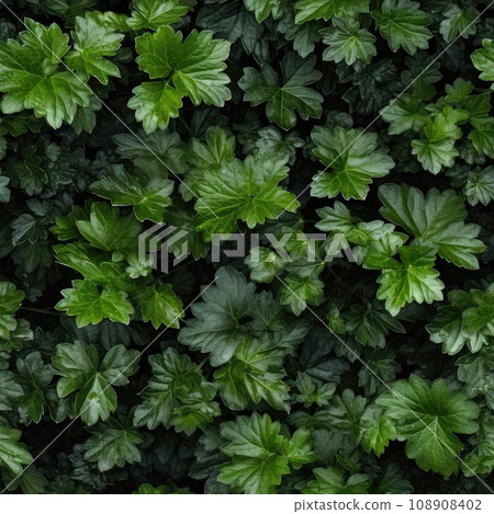 Young Green Leaves of Black Currant Bush 108908402