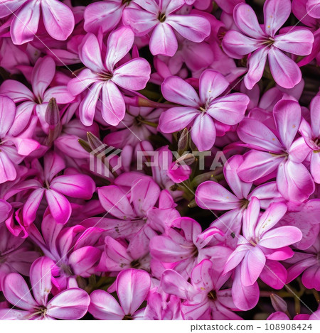 Creeping Phlox Known as Moss Pink or Mountain Phlox, Flowering Plant in the Family Polemoniaceae 108908424