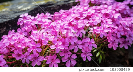 Creeping Phlox Known as Moss Pink or Mountain Phlox, Flowering Plant in the Family Polemoniaceae 108908429