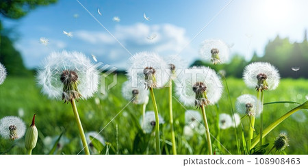 Fluffy Dandelion on a Green Meadow, Soft White Balls Fluffy Dandelion on a Green Meadow, Soft White Balls 108908463