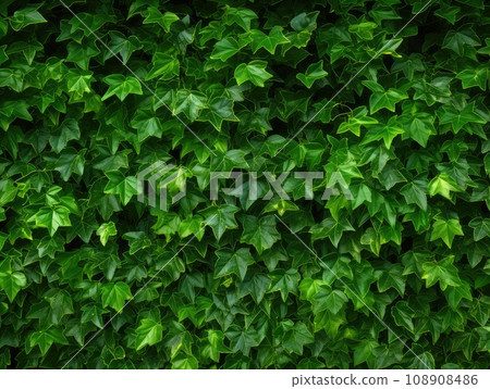Lush Green Wall of Hedera Helix or Creeper Foliage, Ivy Carpet, Beautiful Natural Background, Leaf Pattern 108908486