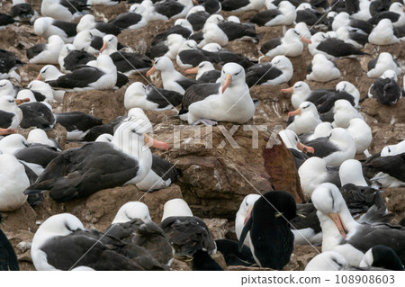 Falkland Islands Black-browed albatross colony colony 108908603