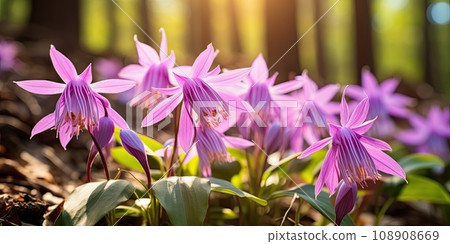 Blooming Lilac Erythronium Outdoors 108908669