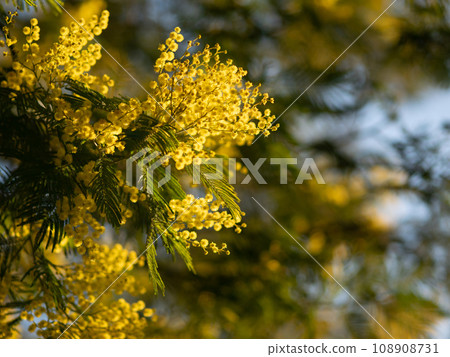 Beautiful bright yellow hairy mimosa flowers close-up. Blooming mimosa tree in early spring waves on wind. Sunny spring day. Acacia dealbata. Fluffy flowers in spring garden with sunny bokeh light 108908731