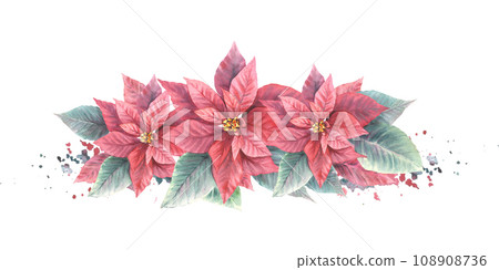 Watercolor painted compositions from red Poinsettia, Pulcherrima flowers, leaves with aquarelle splashes. Plant for Christmas or New Year card, winter holiday celebrate print Isolated white background Watercolor painted compositions from red Poinsettia, Pulcherrima flowers, leaves with aquarelle splashes. Plant for Christmas or New Year card, winter holiday celebrate print Isolated white background 108908736