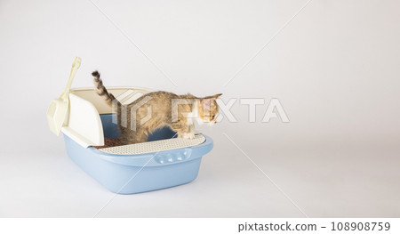 Illustrate feline hygiene and care with an isolated cat in a plastic litter toilet box or sandbox set against a white background. This educational image portrays a clean orderly setting. 108908759