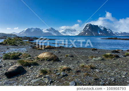 South Georgia Island, Prion Island, Antarctic fur seal 108908793