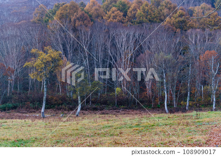 Birch forest at dawn Birch forest at dawn 108909017