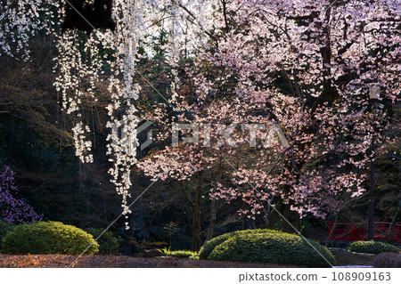 春天的川越、小江戶、北院櫻花（紅葉山庭園）、櫻花風雪 108909163