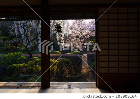 小江戶川越之春:北院櫻花(紅葉山庭園) 小江戶川越之春:北院櫻花(紅葉山庭園) 108909164