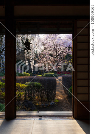 小江戶川越之春:北院櫻花(紅葉山庭園) 小江戶川越之春:北院櫻花(紅葉山庭園) 108909165