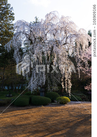 小江戶川越的春天 - 喜多院(紅葉山庭園)的櫻花 - 家光勳爵親手種植的櫻花 小江戶川越的春天 - 喜多院(紅葉山庭園)的櫻花 - 家光勳爵親手種植的櫻花 108909166