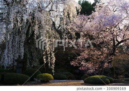 小江戶川越之春:北院櫻花(紅葉山庭園) 小江戶川越之春:北院櫻花(紅葉山庭園) 108909169