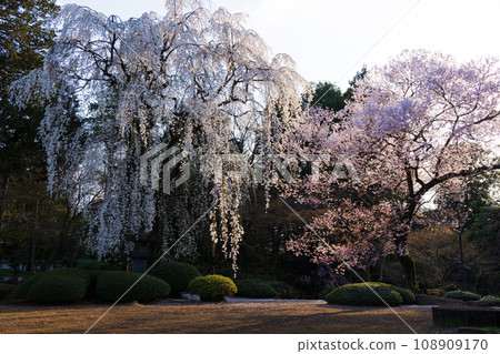 Spring in Kawagoe, Little Edo: Cherry blossoms at Kita-in Temple (Momijiyama Garden) Spring in Kawagoe, Little Edo: Cherry blossoms at Kita-in Temple (Momijiyama Garden) 108909170