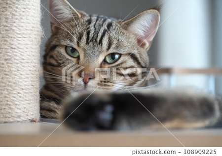 美國短毛貓棕色虎斑 108909225