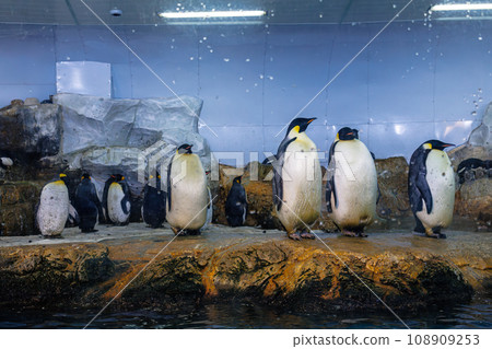 Penguins at Nanki Shirahama Adventure World - Stock Photo