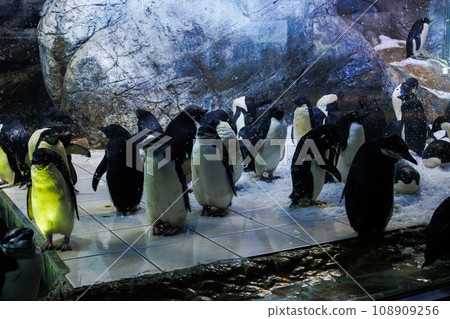 Penguins at Nanki Shirahama Adventure World “Marine Zoo” Penguins gathering in the snow placed in the pool ① 108909256