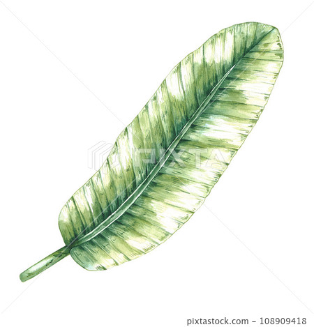 Watercolor tropical banana leaves on white 108909418