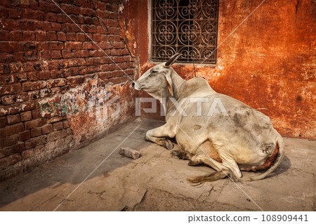 Indian cow in the street of India - cow is considered a sacred animal in India 108909441