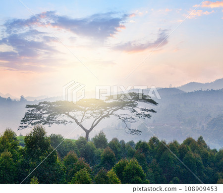Lonely tree on sunrise in hills. Kerala, India 108909453