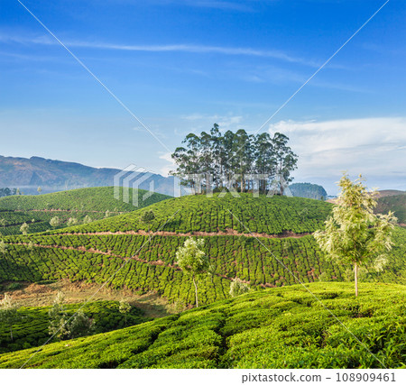 Kerala India travel background - green tea plantations in Munnar, Kerala, India - tourist attraction 108909461