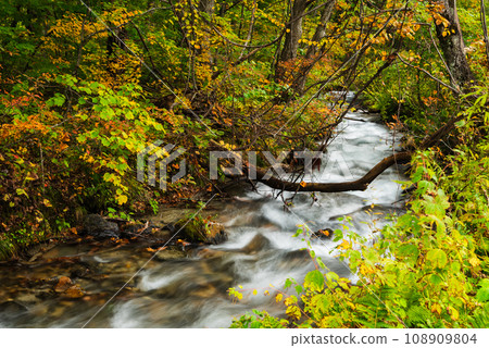 Clear stream and autumn leaves [Hakuba Village, Kitaazumi District] 108909804