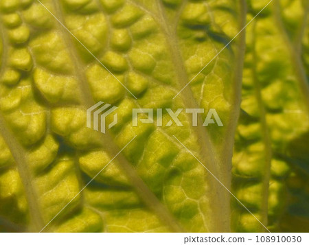 Chinese cabbage leaf texture Chinese cabbage leaf texture 108910030