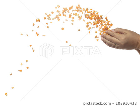 Corn dried seed grain fly in hand. Yellow Golden corn seed falling scatter, explosion float in shape form line group. White background isolated freeze motion high speed shutter Corn dried seed grain fly in hand. Yellow Golden corn seed falling scatter, explosion float in shape form line group. White background isolated freeze motion high speed shutter 108910438