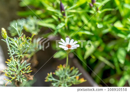 A single spring white flower A single spring white flower 108910558