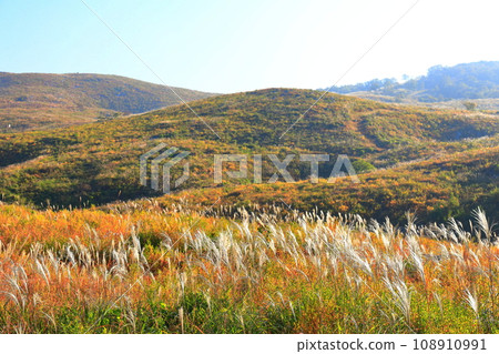 [Yamaguchi Prefecture] Akiyoshidai in autumn (karst terrain) 108910991