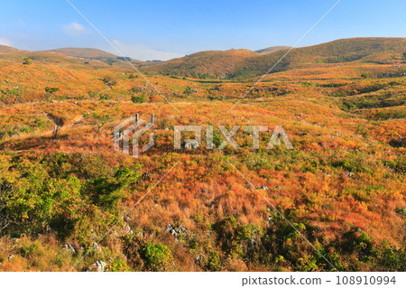 [Yamaguchi Prefecture] Akiyoshidai in autumn (karst terrain) 108910994
