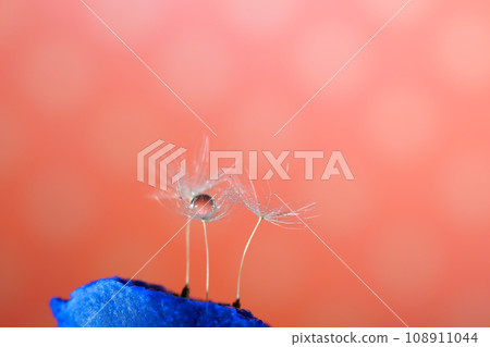 蒲公英的絨毛起飛了 蒲公英的絨毛起飛了 108911044