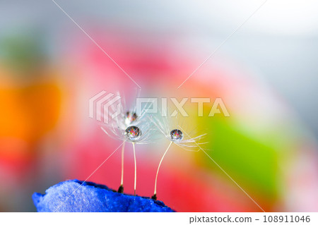 Dandelion fluff takes off 108911046