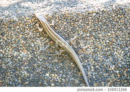 lizard on the road lizard on the road 108911266