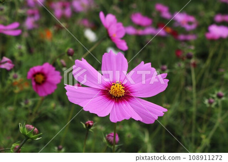 Cosmos field swaying in the wind, pink cosmos flowers Cosmos field swaying in the wind, pink cosmos flowers 108911272