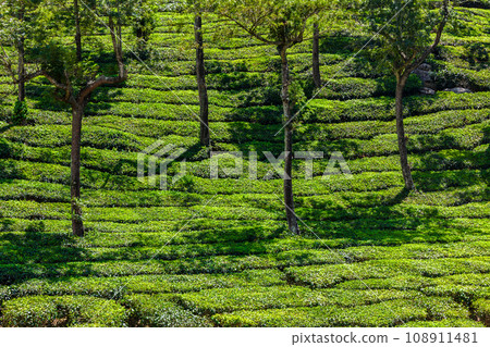 Kerala India travel background - green tea plantations with trees in Munnar, Kerala, India close up 108911481