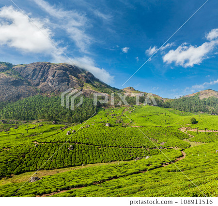 Kerala India travel background - green tea plantations in Munnar, Kerala, India - tourist attraction Kerala India travel background - green tea plantations in Munnar, Kerala, India - tourist attraction 108911516