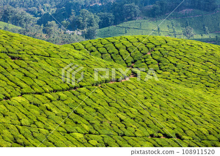Kerala India travel background - green tea plantations in Munnar, Kerala, India - tourist attraction Kerala India travel background - green tea plantations in Munnar, Kerala, India - tourist attraction 108911520