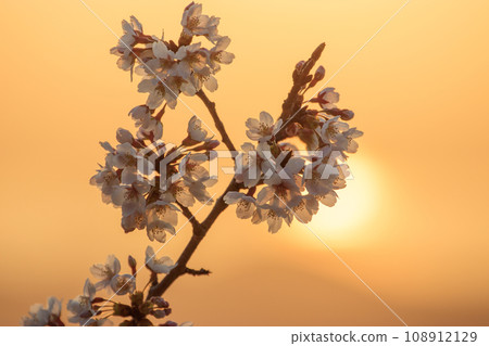Cherry blossoms that shine in the morning glow and the morning sun 108912129
