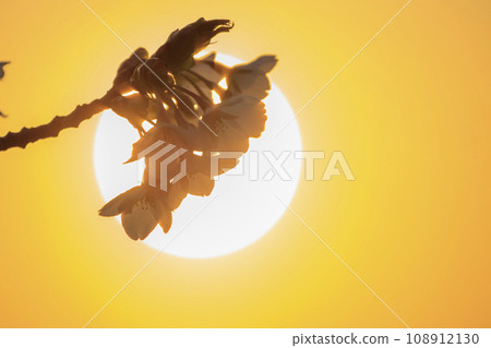 Cherry blossoms that shine in the morning glow and the morning sun 108912130