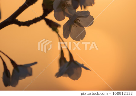 Cherry blossoms that shine in the morning glow Cherry blossoms that shine in the morning glow 108912132