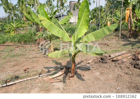 Taiwan banana seedlings 108912162