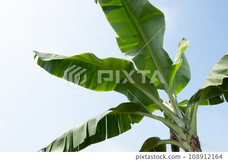 台灣香蕉與藍天 台灣香蕉與藍天 108912164