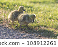 ducklings 108912261